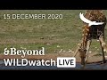 WILDwatch Live | 15 December, 2020 | Morning Safari | South Africa