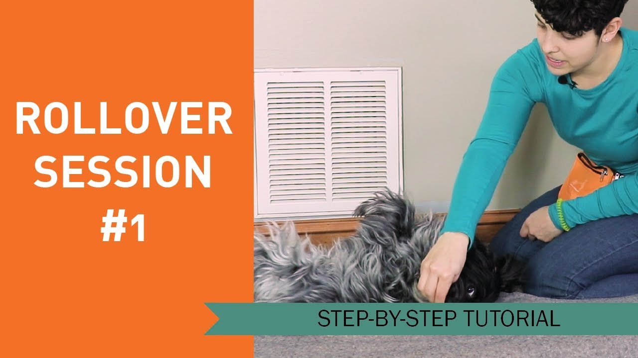 How to Train Your Dog to Roll Over Session 1 YouTube