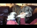 Emma the pug and zoe the mastiff share a bone