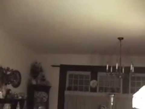 Wildlife that be found in home: Bat Moth Swallow attack