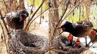 Father Bird Makes Strange Sound to Save Baby Birds | FULLVIDEO 6 day 6