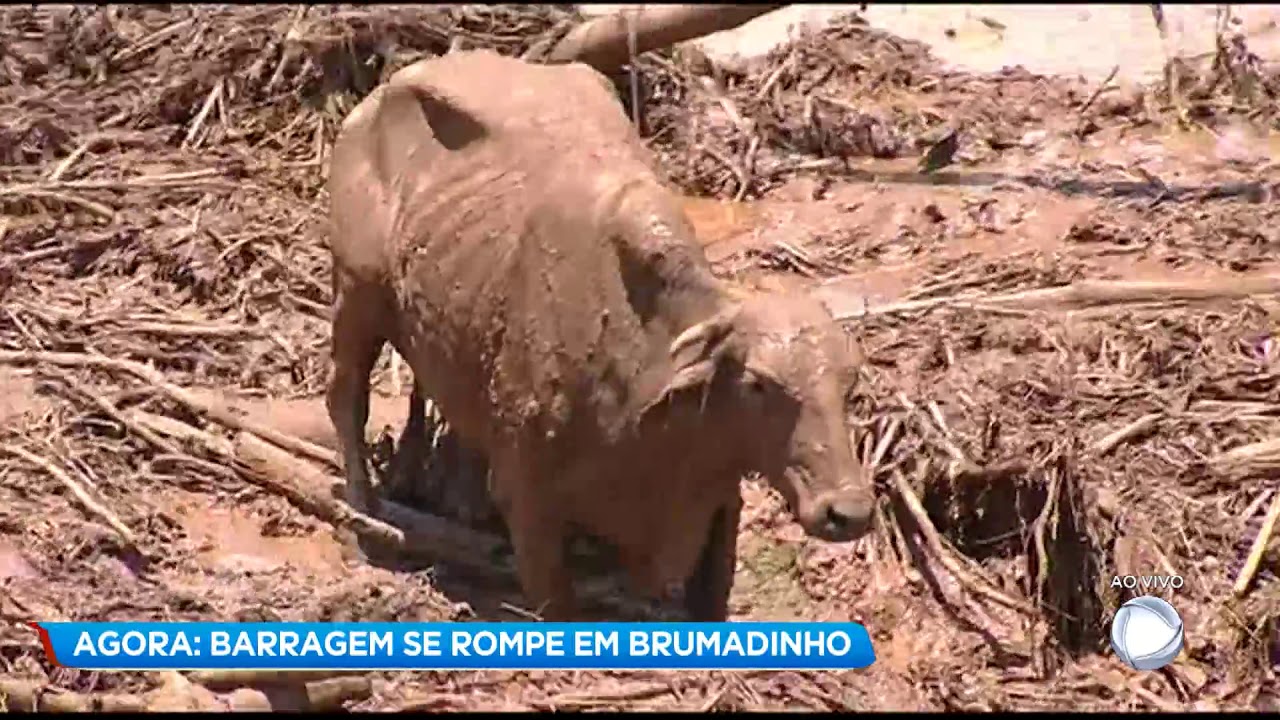 Animais afetados pelo desastre em Brumadinho ganham ensaio de Natal -  Gerais - Estado de Minas