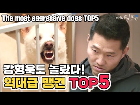 最 も 攻 撃 的 な 犬 TOP5 と の 対 決 [犬 は す ご い] [Cesar の シ ョ ー の よ う で す]