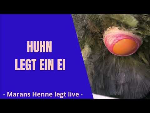 #33 Huhn / Henne legt ein Ei - Chicken lays an Egg #hühner #eier #hühnerhaltung