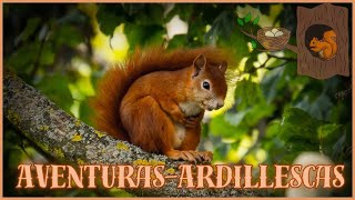 🌰🐿️ ¡Aventuras Ardillescas! ¿Quién más adora a estas adorables criaturas? #Ardillas #Educación