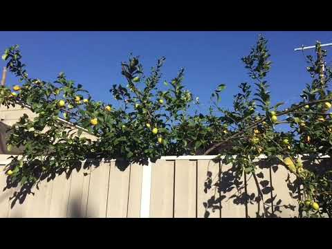 Lemon tree