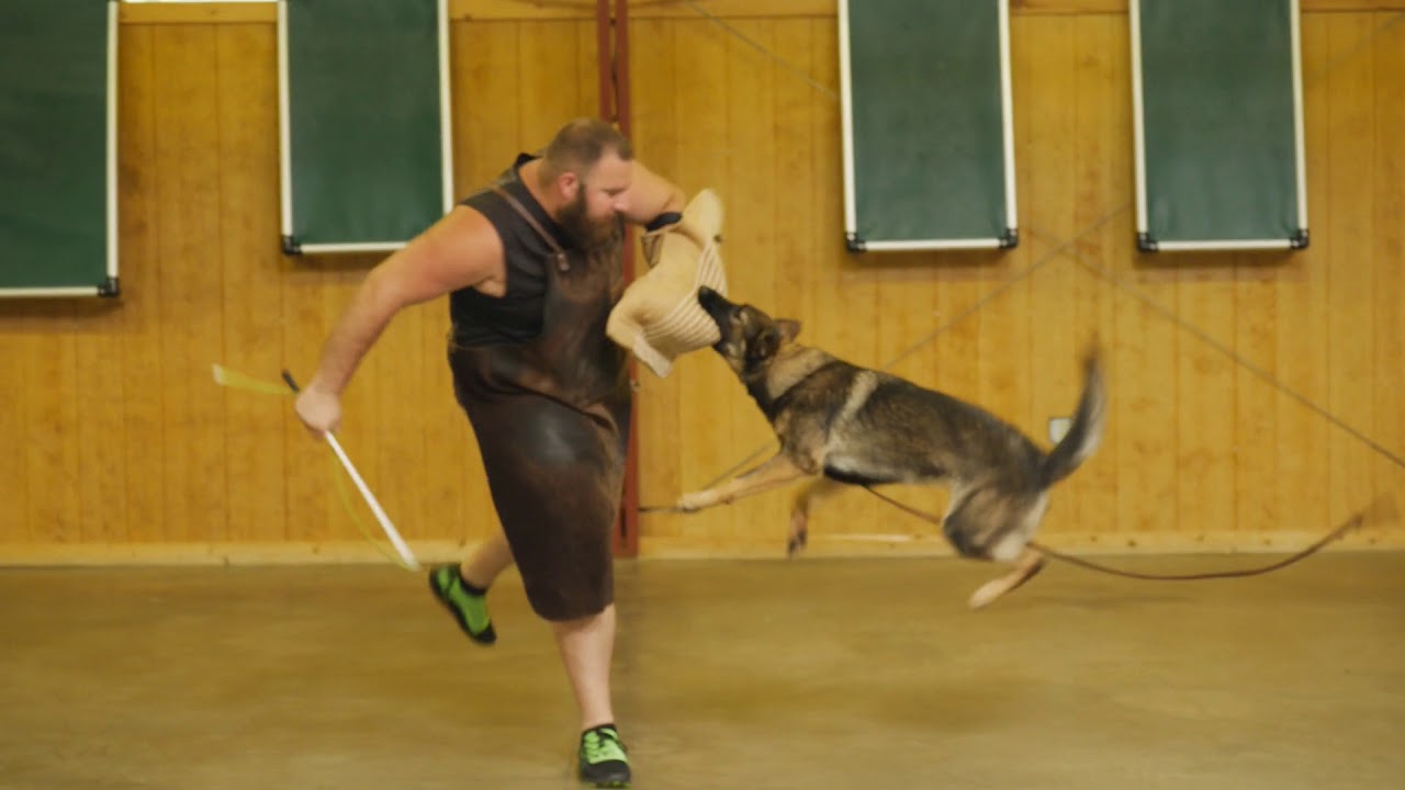 puppy paradise Protection Powerhouse 