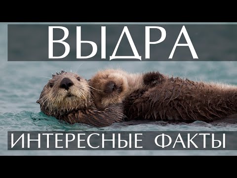 Выдра - интересные факты (фото, видео)