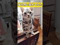 しゃべる猫に質問してみた。 #猫 #shorts #喋る猫