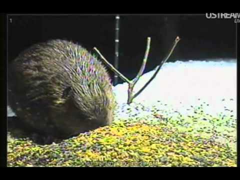 Beaver coming to feed and see it going also!