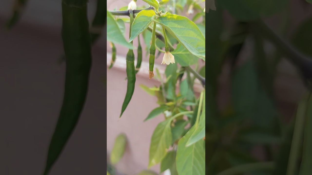 Look, how the flower turns into a fruit in chilli plant 🌶️