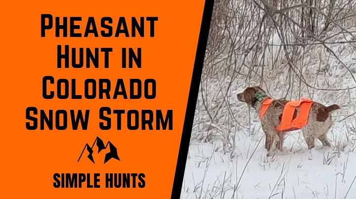 Pheasant Hunting in Colorado Snow Storm @ Rocky Mountain Roosters 23d