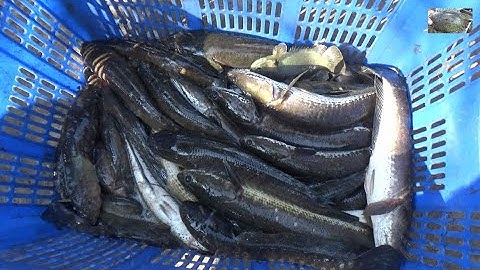 Xiệt cá lóc đồng trên ruộng lúa ở miền tây | Catch fish