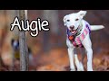 Meet Augie - Foster dog