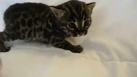 Watch the video about F2 Charcoal Spotted Bengal Girl
