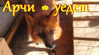 видео: Алиса лиса. Арчи уедет, но обещал вернуться. картинка: Алиса лиса. Арчи уедет, но обещал вернуться.
