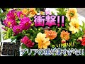 【生育旺盛】種から育てたダリアが凄すぎた!!【成長記録】