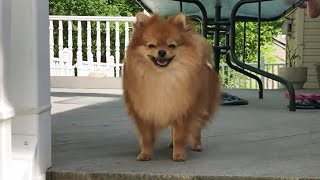 Funny and Cute Dog Videos 2021 by SPARKLE PETS 485 views 2 years ago 6 minutes, 10 seconds