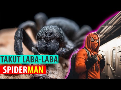 Video: Bagaimana Cara Mengajar Anak Untuk Tidak Takut Laba-laba