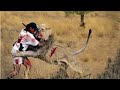 12 صياد حياتهم اتعرضت للخطر فى مواجهة اشرس الحيوانات