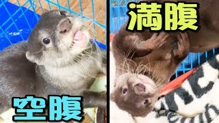 カワウソしゃもじの空腹時と満腹時が違いすぎて面白い！！