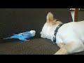 チワワとインコのお喋り動画。モレッキ かんぺー 一緒に歌お♡