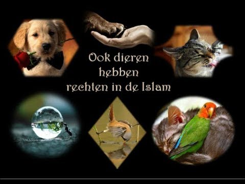 Video: Hoe Om 'n Plantsel Van 'n Dier Te Onderskei
