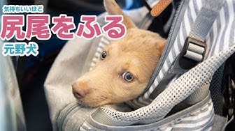 元野犬 Youtube 元野犬 Youtube