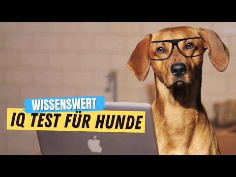 Video: Hunde-IQ: Wie klug ist Ihr Hund?