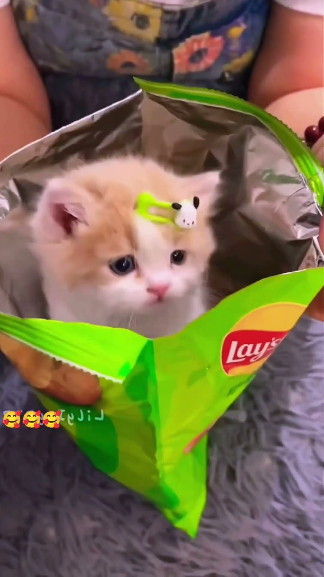 chips surprise cute Dog ? puppy  #shorts