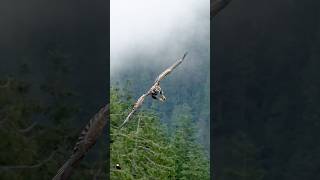 Young Eagle Flex’s its Talons Before Landing