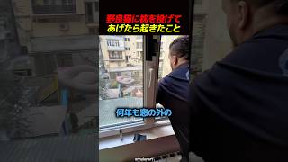 野良猫に枕を投げてあげたら起きたこと 🐱
