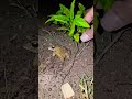 Catch big frogs funny | Try don't laugh | wepwep catching frogs make you laugh #shortsviral