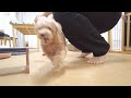 突然の大好きなバァバとニィニに喜びすぎて暴走する犬とビビってパニックになる子犬w