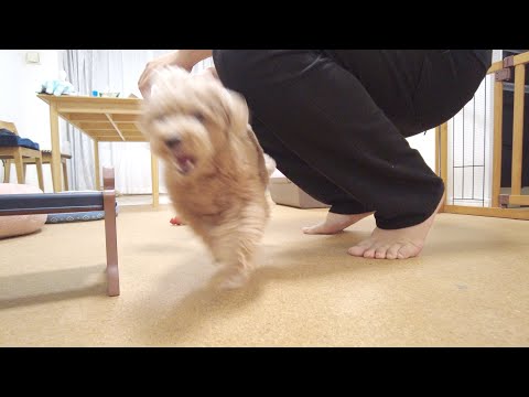 突然の大好きなバァバとニィニに喜びすぎて暴走する犬とビビってパニックになる子犬w