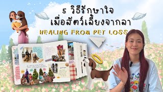 5 วิธีรักษาใจในวันที่สัตว์เลี้ยงจากลา Healing From Pet Loss 🕊️