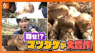 なぜ！？ことしはマツタケが豊作　名産地・丹波篠山で収穫体験　土瓶蒸し、スキヤキに釜めし・・・マツタケフルコースを堪能