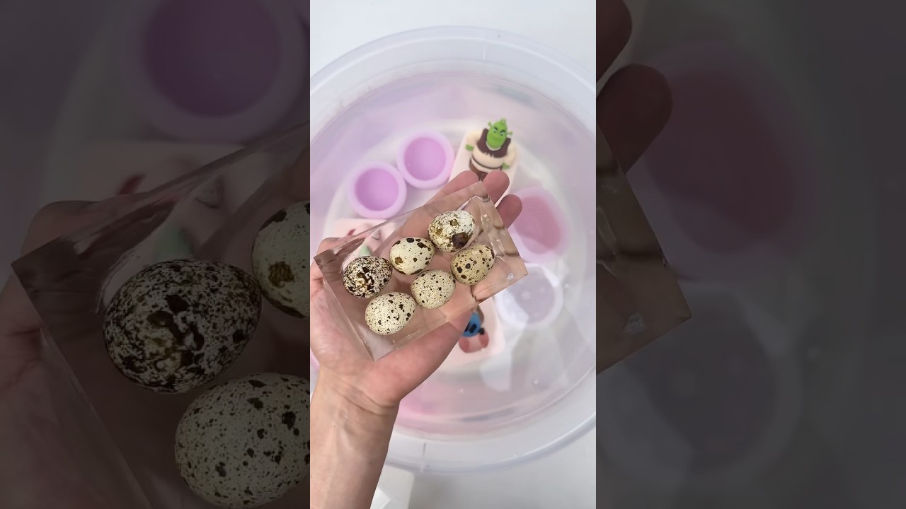 Six quail eggs fell into my Taba🤭