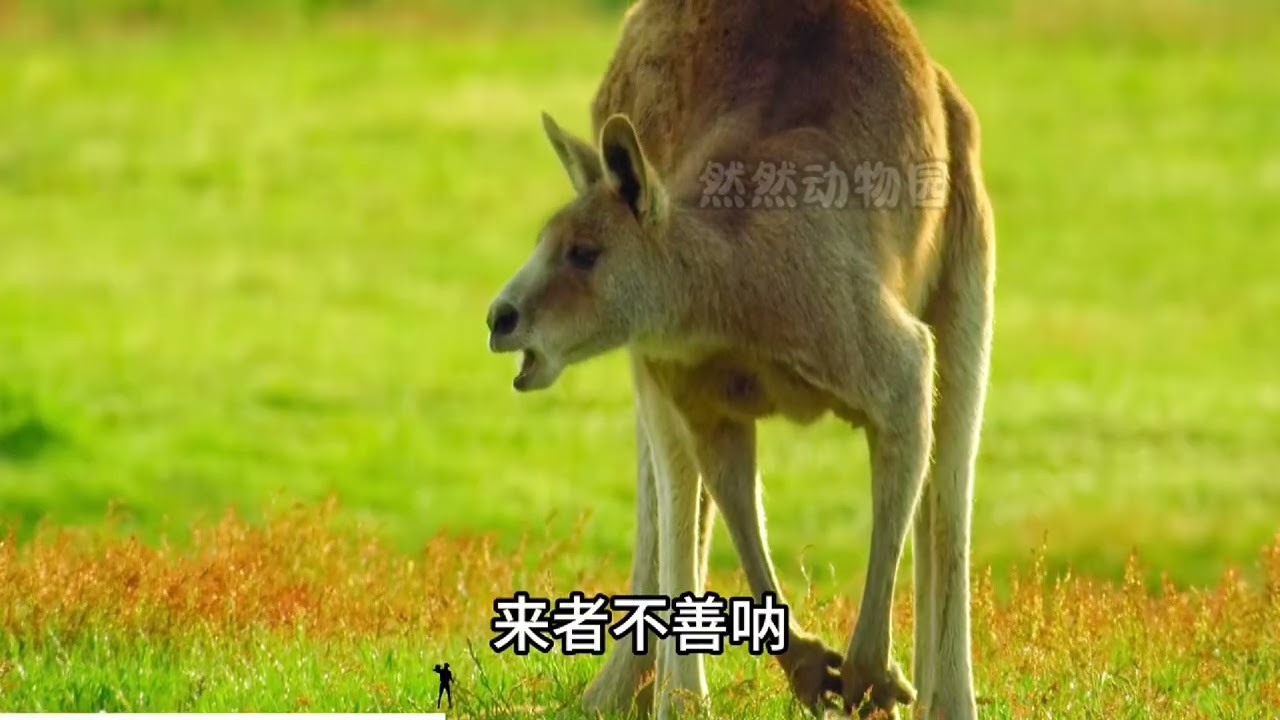 动物解说【搞笑动物配音19】袋鼠：专攻下三路，踢裆定胜负。