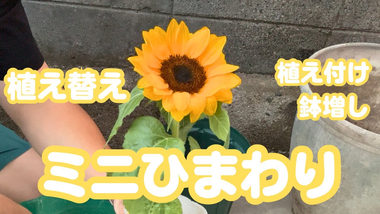 Mini Sunflower Smile Rush: Purchasing, Planting, Repotting, and