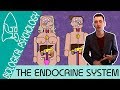 The Endocrine System - Biological Psychology  - Biological Psychology [AQA ALevel]