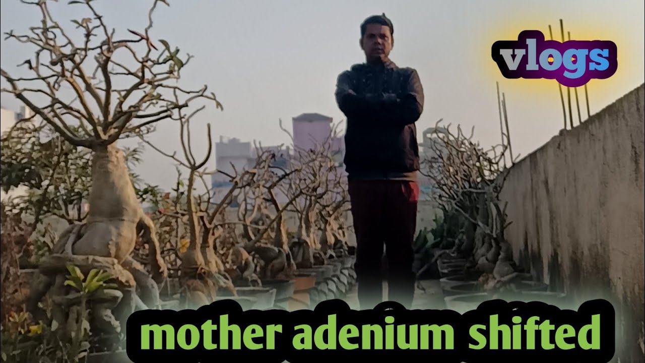 एक ही दिन में मैंने अपनी सारी mother adenium को shift कर दिया ||