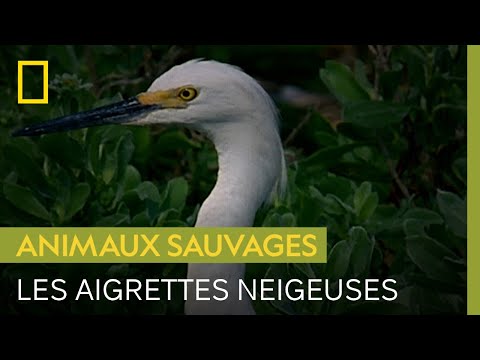 Vidéo: Qui mange des aigrettes neigeuses ?