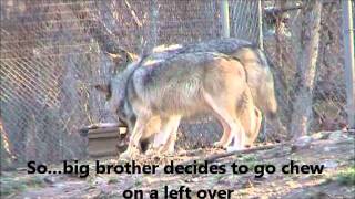 8 Month Old Mexican Gray Wolves