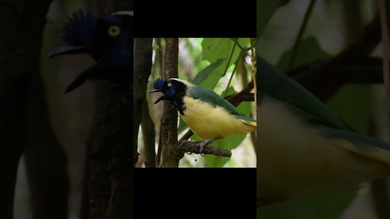 Inca Jay Sound | querrequerre (Cyanocorax yncas) Sound