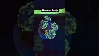 Hammer Coral (Small Frags to Big Colony) #coral #saltwateraquarium #reef #coralreef