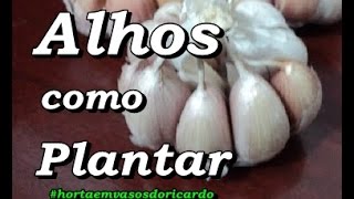 Como plantar alho 1 / How to plant garlic 1