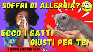 Are you allergic but love cats? Here are 5 hypoallergenic cat breeds that are right for you! screenshot 3