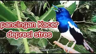 pancingan Kacer depresi/stres agar nyaut gacor