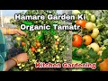 Hamare Garden Ki Organic Tamatar Ki Harwesting, Kitchen Gardening Ghar Ki Chhat Men